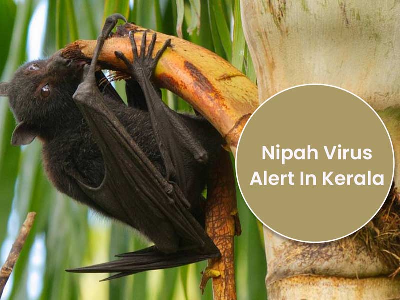 Nipah Virus Alert In Kerala: Know All Details Here